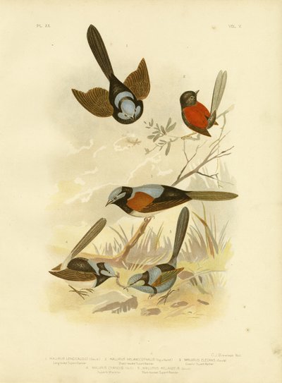 Long-Tailed Wren, 1891 by Gracius Broinowski